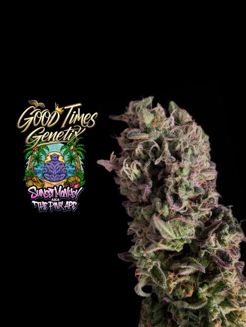 Sunset Monkey-Good Times Genetix-Wdfx. Week 18