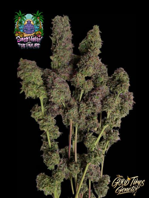 Sunset Monkey-Good Times Genetix-Wdfx. Week 18