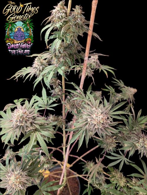 Sunset Monkey-Good Times Genetix-Wdfx. Week 18