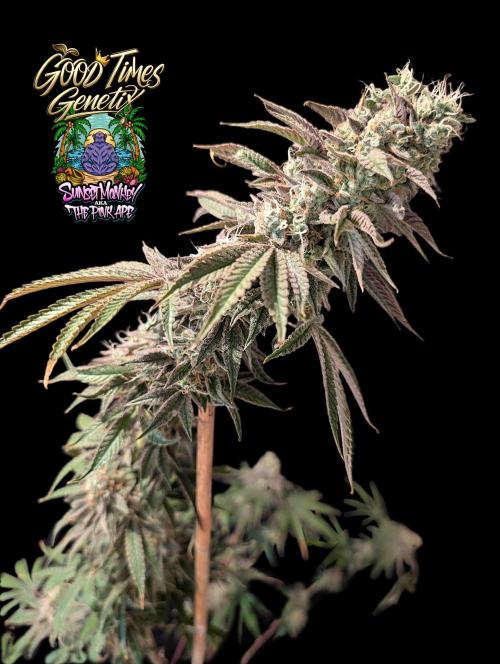 Sunset Monkey-Good Times Genetix-Wdfx. Week 18