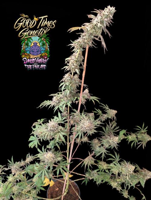 Sunset Monkey-Good Times Genetix-Wdfx. Week 18
