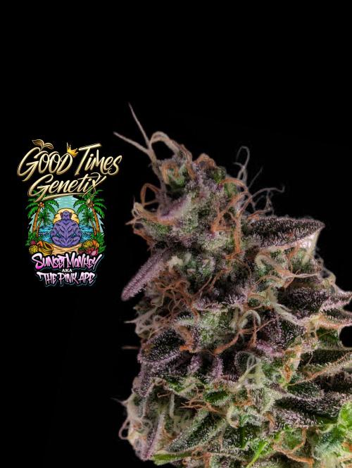 Sunset Monkey-Good Times Genetix-Wdfx. Week 18