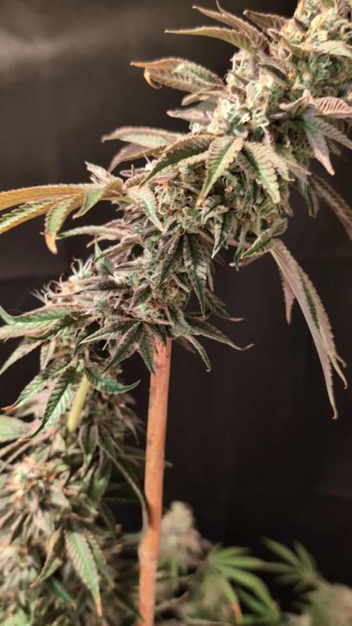 Sunset Monkey-Good Times Genetix-Wdfx