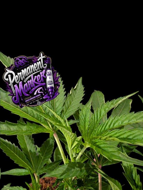 Permanent Marker -Seed Junky-Doja-BTNL. Week 3