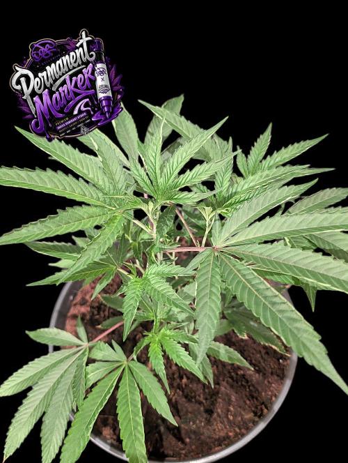 Permanent Marker -Seed Junky-Doja-BTNL. Week 3