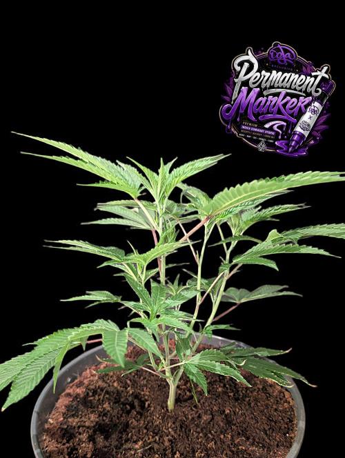 Permanent Marker -Seed Junky-Doja-BTNL. Week 3