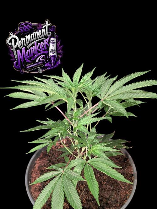 Permanent Marker -Seed Junky-Doja-BTNL. Week 3
