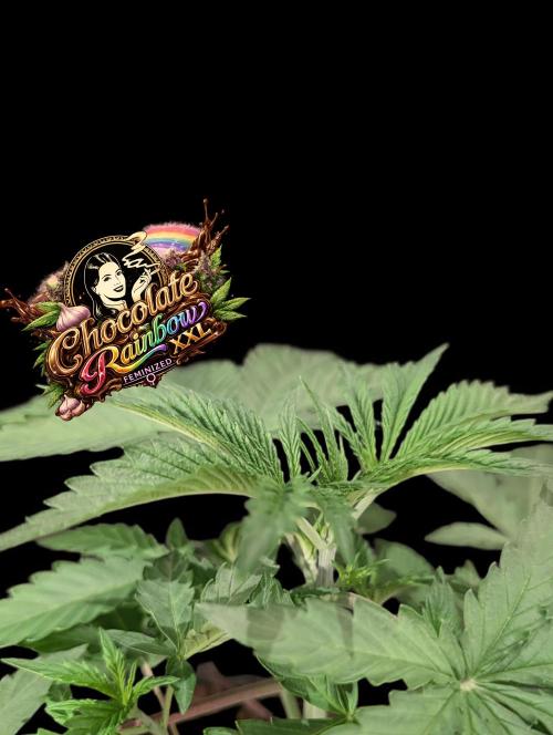 Chocolate Rainbow XXL -Sensi Seeds-BTNL. Week 3