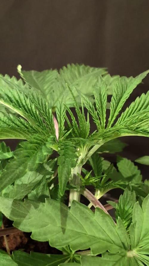Chocolate Rainbow XXL -Sensi Seeds-BTNL