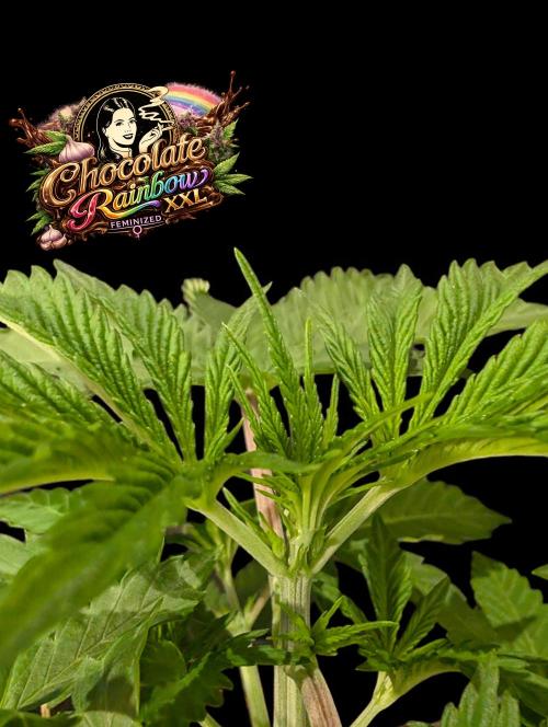 Chocolate Rainbow XXL -Sensi Seeds-BTNL. Week 3
