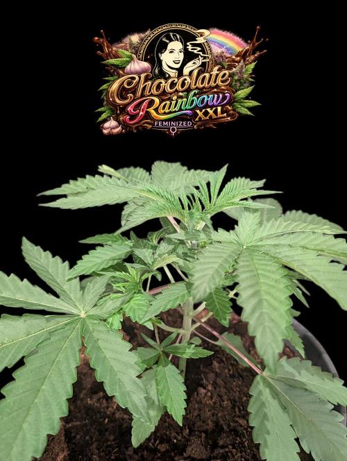 Chocolate Rainbow XXL -Sensi Seeds-BTNL. Week 3