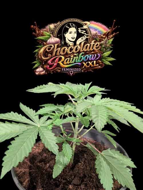 Chocolate Rainbow XXL -Sensi Seeds-BTNL. Week 3