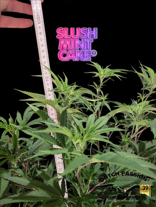 Slush Mint Cake - DP - Bio Tabs NL Grow. Week 10
