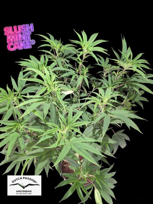 Slush Mint Cake - DP - Bio Tabs NL Grow. Week 10