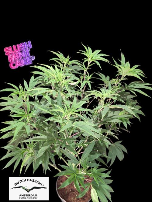 Slush Mint Cake - DP - Bio Tabs NL Grow. Week 10