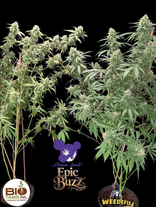 Epic Buzz - Anesia - Weedefix - VS.. Week 12
