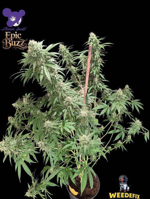 Epic Buzz - Anesia - Weedefix - VS.. Week 12