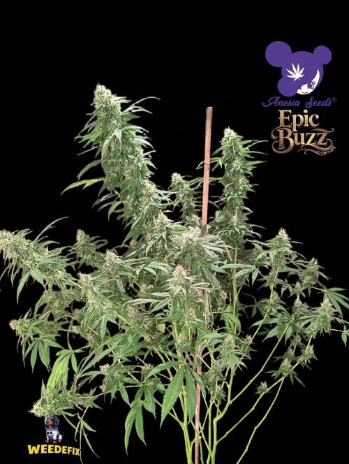 Epic Buzz - Anesia - Weedefix - VS.. Week 12