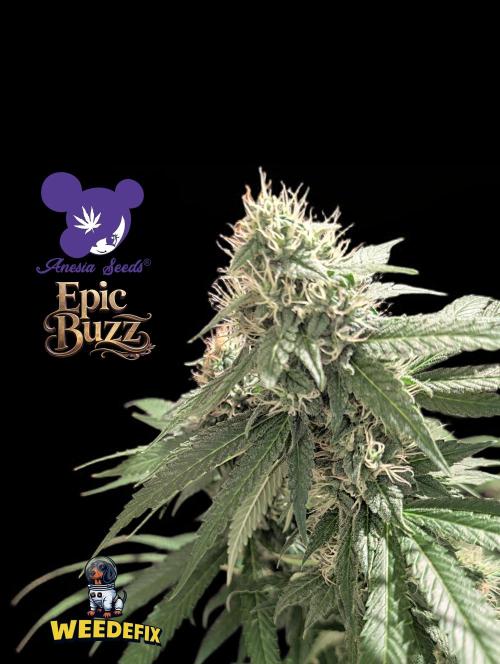 Epic Buzz - Anesia - Weedefix - VS.. Week 12