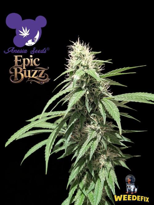 Epic Buzz - Anesia - Weedefix - VS.. Week 12