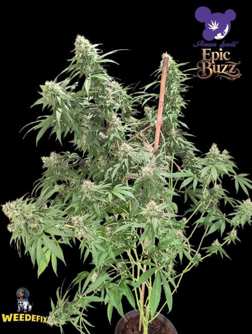 Epic Buzz - Anesia - Weedefix - VS.. Week 12