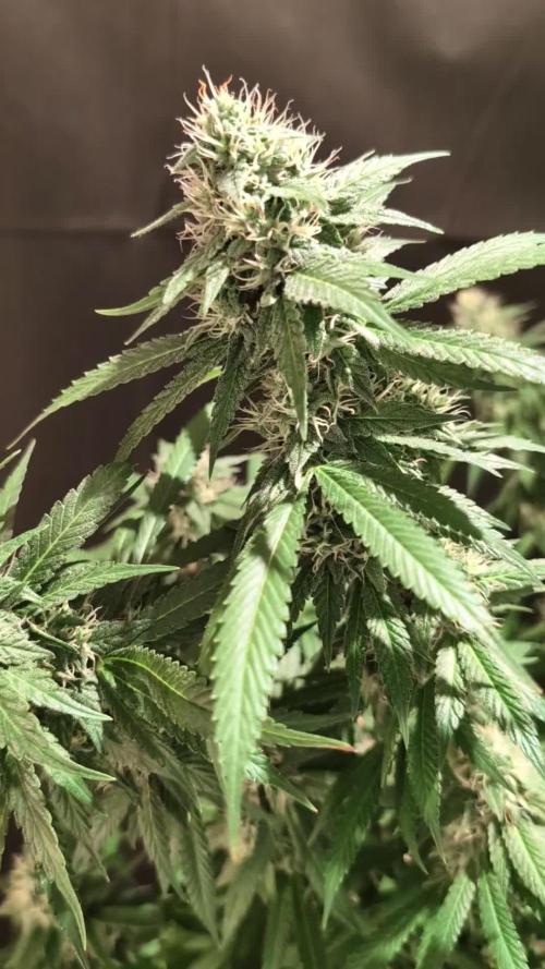 Epic Buzz - Anesia - Weedefix - VS.
