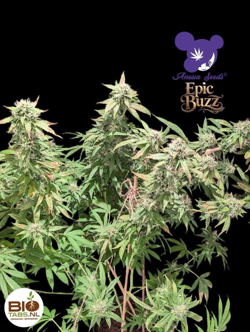 Epic Buzz - Anesia - Bio Tabs NL - VS.. Week 12