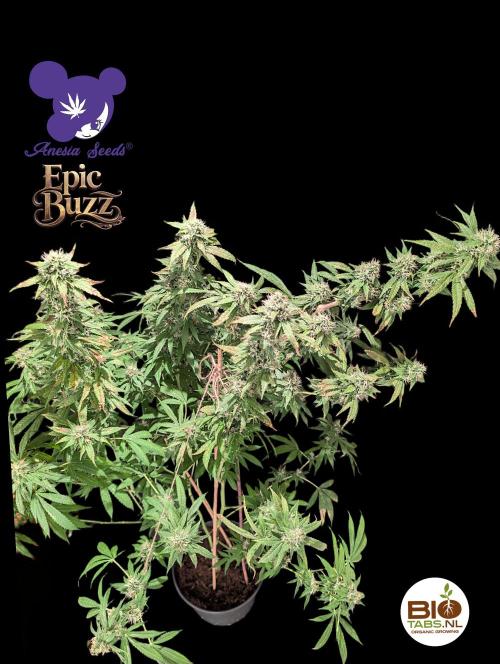 Epic Buzz - Anesia - Bio Tabs NL - VS.. Week 12