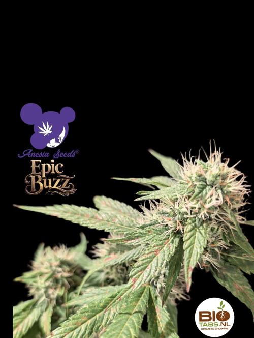 Epic Buzz. Week 12