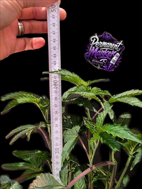 Permanent Marker -Seed Junky-Doja-BTNL. Week 4