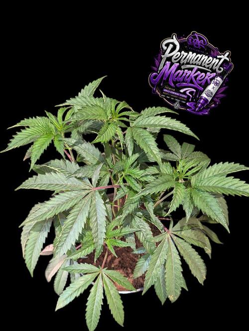 Permanent Marker -Seed Junky-Doja-BTNL. Week 4