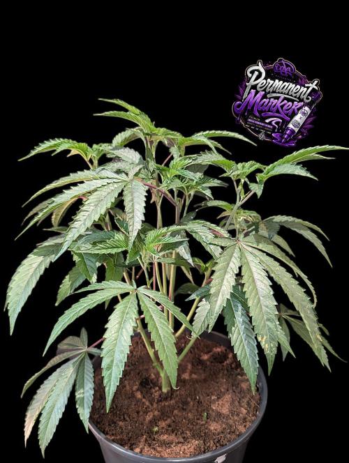 Permanent Marker -Seed Junky-Doja-BTNL. Week 4