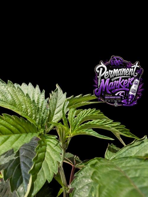Permanent Marker -Seed Junky-Doja-BTNL. Week 4