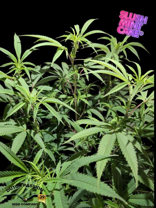 Slush Mint Cake - DP - Bio Tabs NL Grow. Week 11