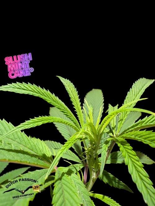 Slush Mint Cake - DP - Bio Tabs NL Grow. Week 11