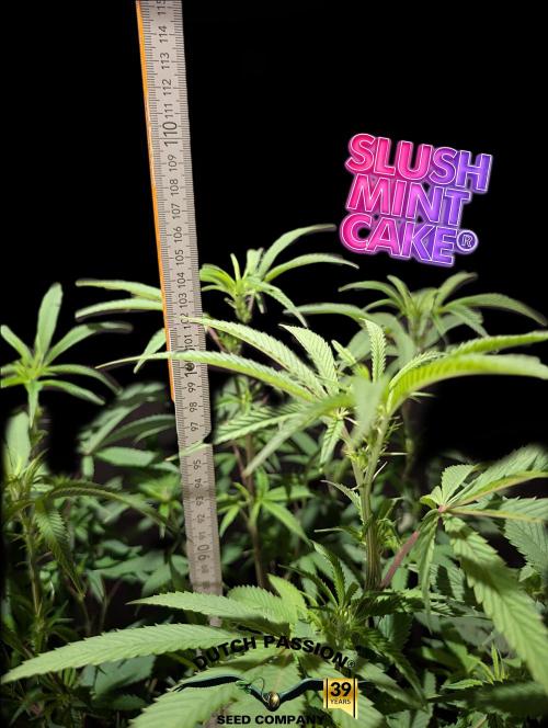 Slush Mint Cake - DP - Bio Tabs NL Grow. Week 11