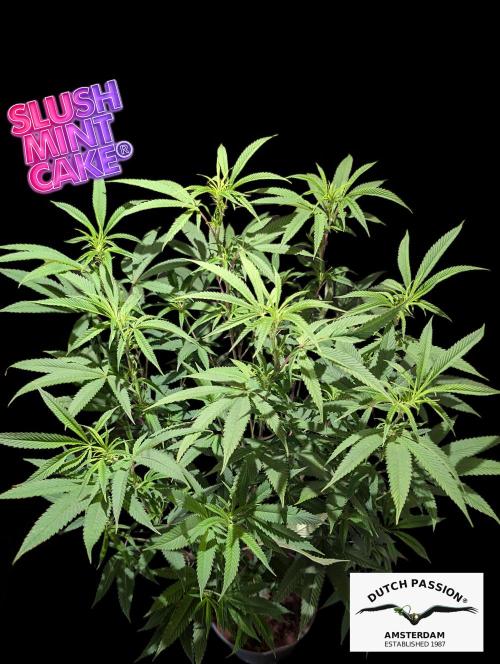Slush Mint Cake - DP - Bio Tabs NL Grow. Week 11