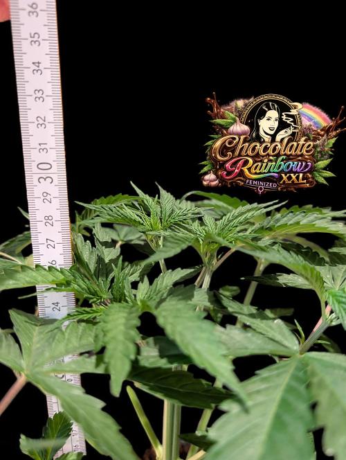 Chocolate Rainbow XXL -Sensi Seeds-BTNL. Week 4