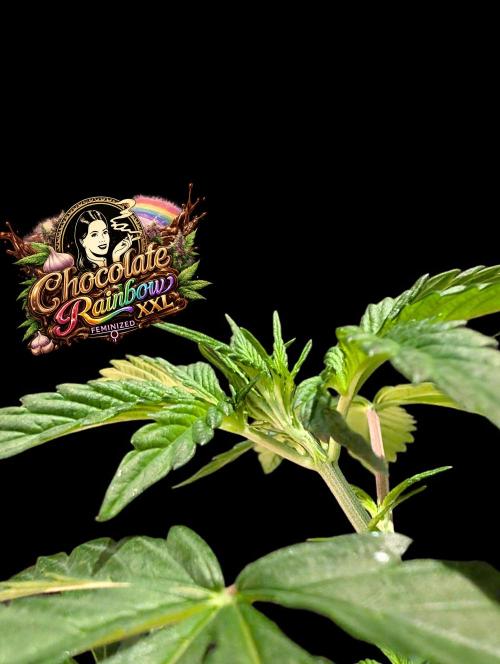 Chocolate Rainbow XXL -Sensi Seeds-BTNL. Week 4