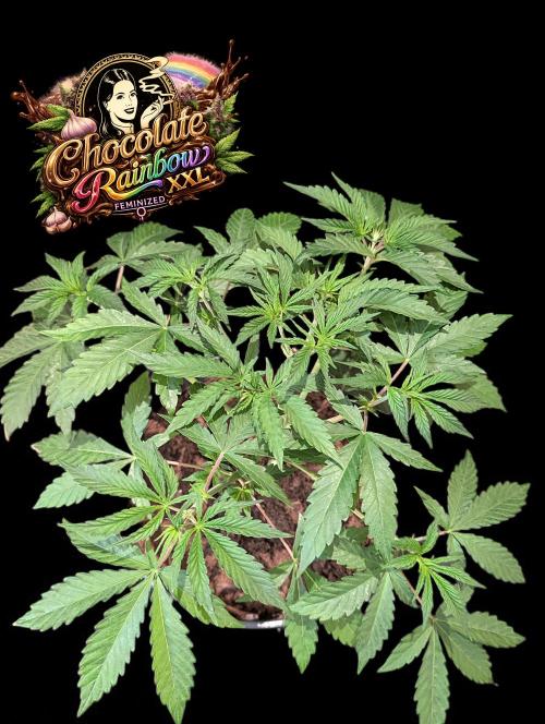 Chocolate Rainbow XXL -Sensi Seeds-BTNL. Week 4