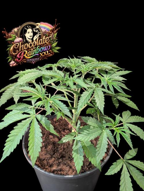 Chocolate Rainbow XXL -Sensi Seeds-BTNL. Week 4