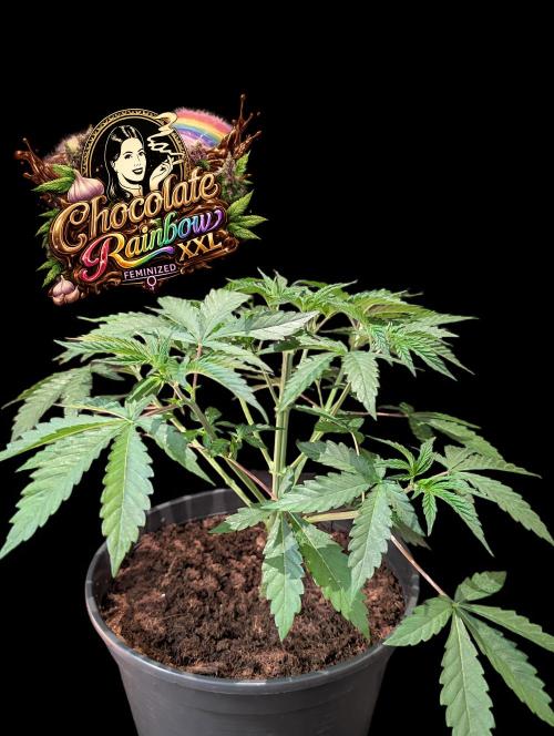 Chocolate Rainbow XXL. Week 4