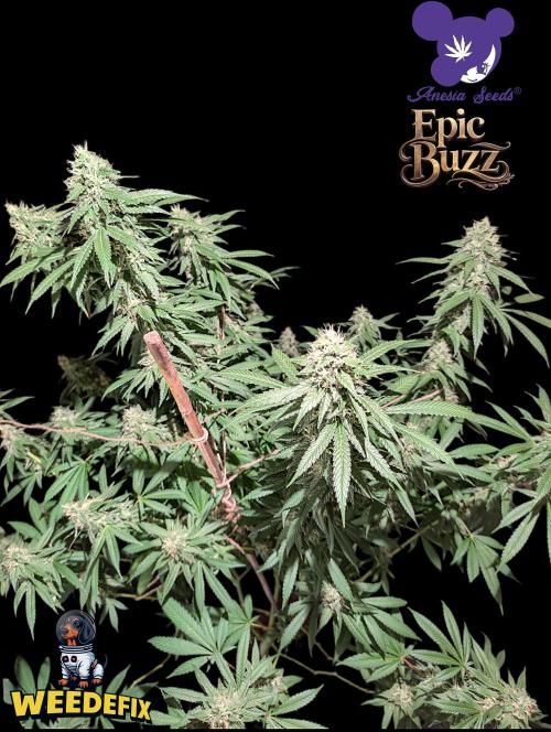 Epic Buzz - Anesia - Weedefix - VS.. Week 13