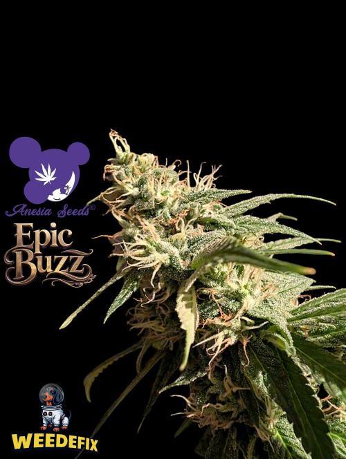 Epic Buzz - Anesia - Weedefix - VS.. Week 13