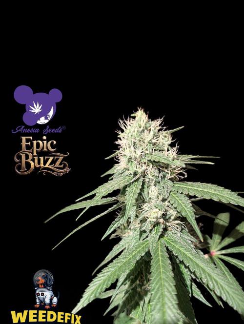 Epic Buzz - Anesia - Weedefix - VS.. Week 13