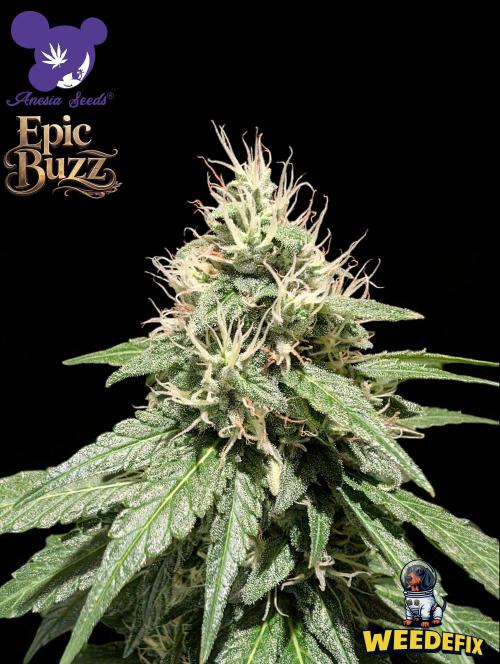 Epic Buzz - Anesia - Weedefix - VS.. Week 13