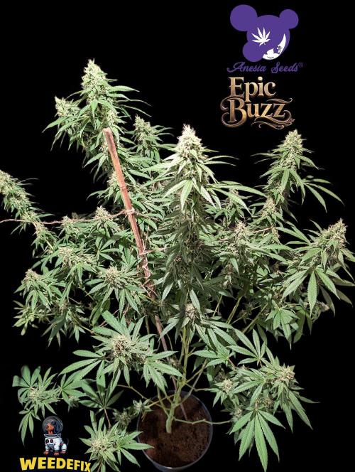 Epic Buzz - Anesia - Weedefix - VS.. Week 13