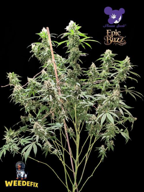 Epic Buzz - Anesia - Weedefix - VS.. Week 13