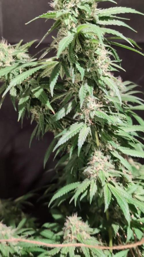 Epic Buzz - Anesia - Weedefix - VS.