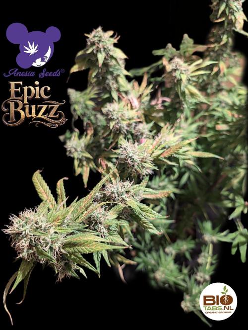 Epic Buzz - Anesia - Bio Tabs NL - VS.. Week 13